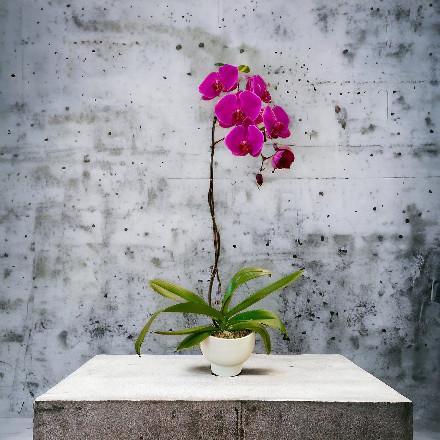 Pink Phalaenopsis Orchid - Single Stem SALE