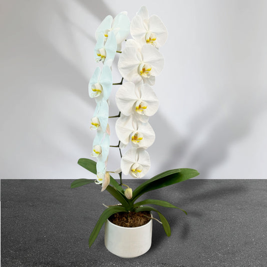 White Phalaenopsis Orchid - Single Stem SALE