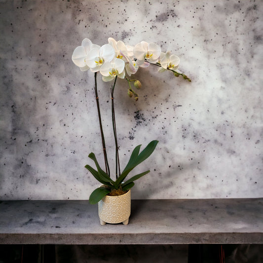 White Phalaenopsis Orchid - Double Stem SALE