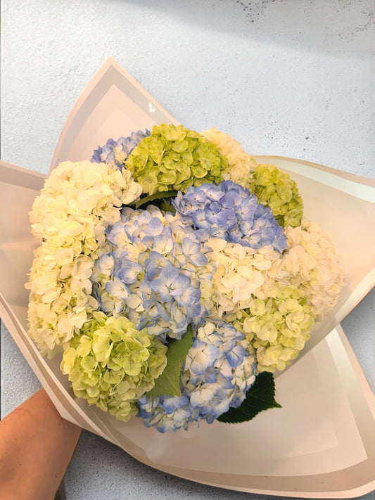 Bouquet of Hydrangeas