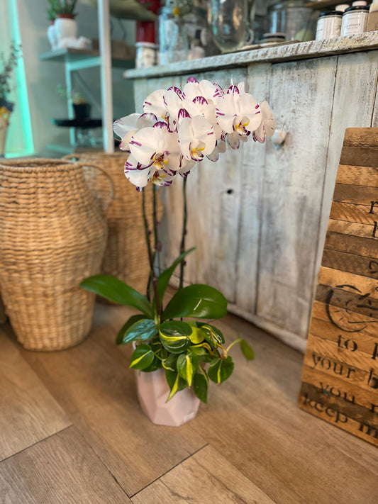 Phalaenopsis Orchid